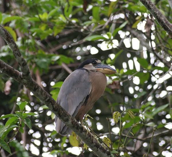 1-nic-07-361-quel-bel-oiseau.jpg