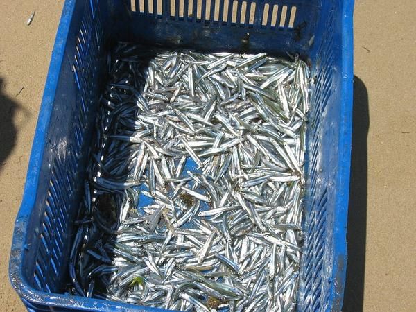 3-nic-07-080-qq-kg-de-friture.jpg