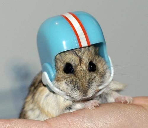 heismanhamster.jpg