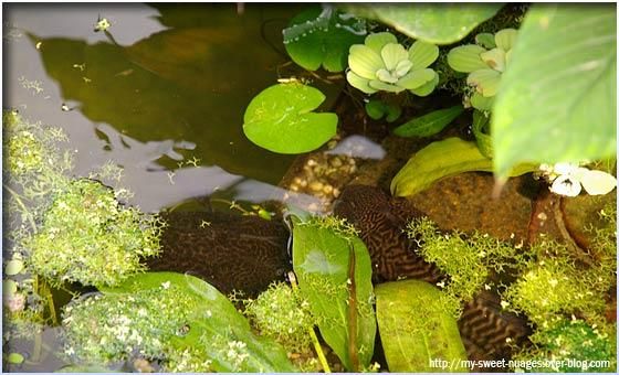 Don et vente d'un poisson à un revendeur aquariophile (magasin) Jardin_des_plantes-15