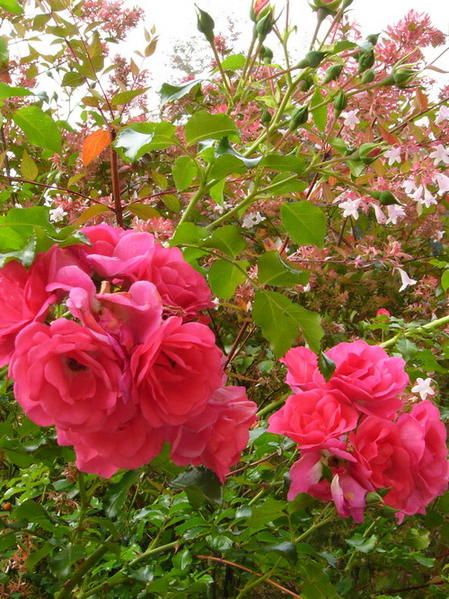 0709-040.jpg