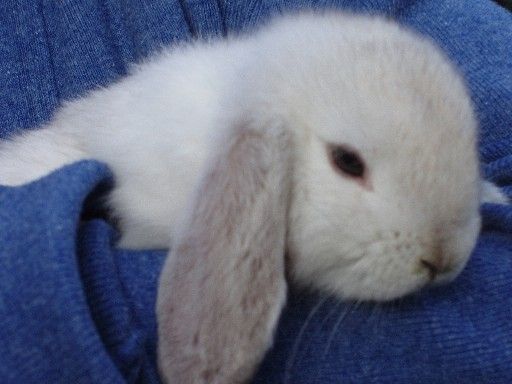 http://idata.over-blog.com/0/02/57/85/nos-amis-les-animaux/lapin-belier.jpg lapin-belier