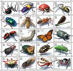 Planche insectes