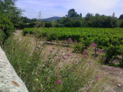 vignes.jpg