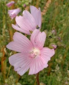 Des Mauves