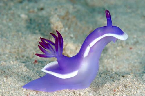 Hypselodoris-bullocki.jpg