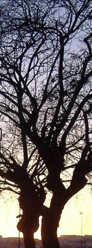 silhouettes.jpg