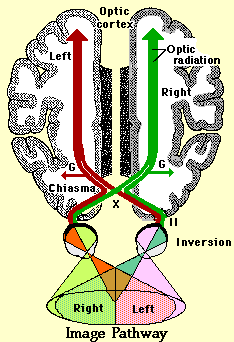chiasma optique