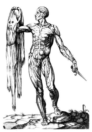 Ecorché de Juan de Valverde