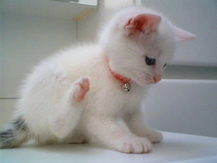 chat les lilas