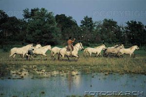 camargue.jpg