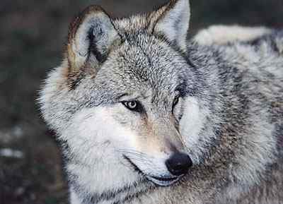 Le loup gris - Le Monde Animal