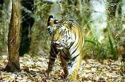 rencontre avec les tigres