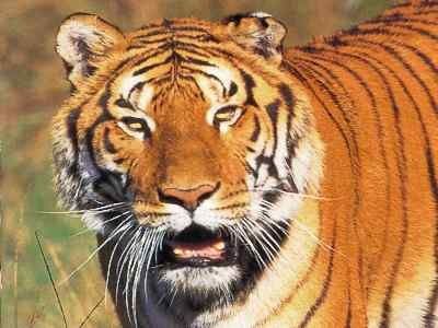 SparkNotes: Songs of Innocence and Experience: The Tyger