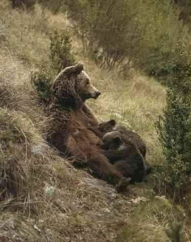 rencontre entre un ours et un grizzly