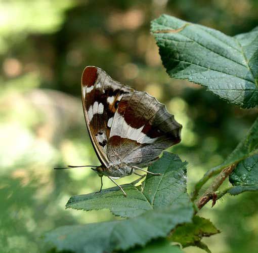 Le Grand Mars Changeant (Apatura iris, femelle)