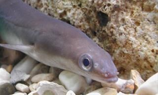 Comme nettoyer les poumons des parasites ogoulov