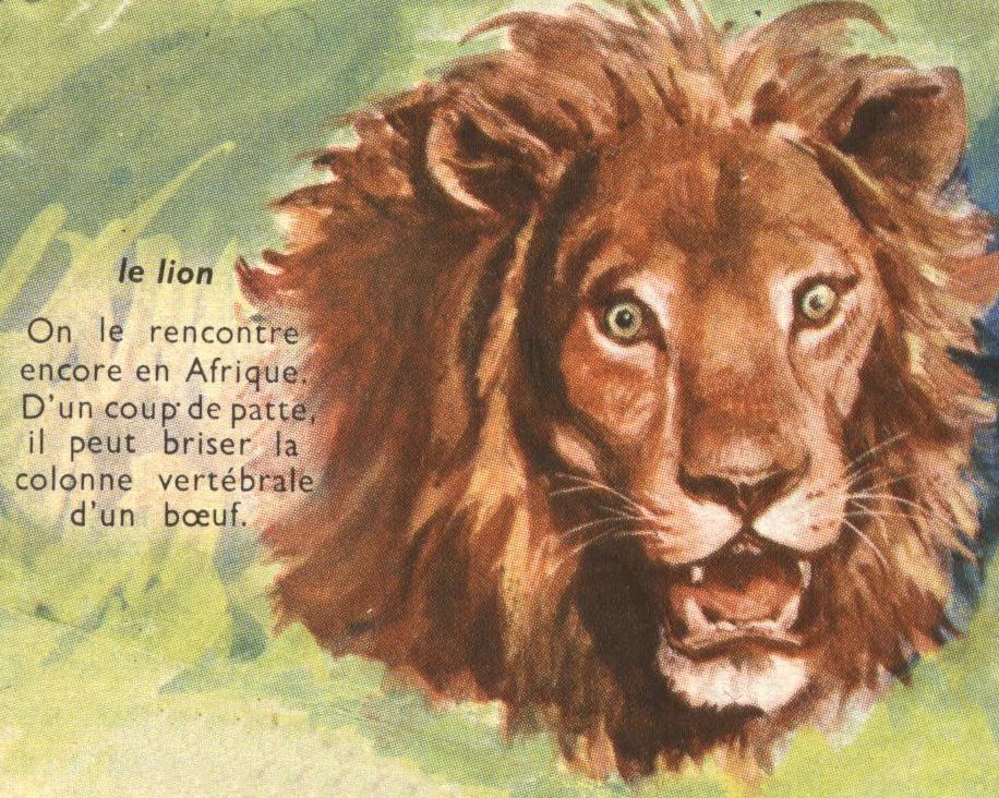 Dessin école primaire : lion