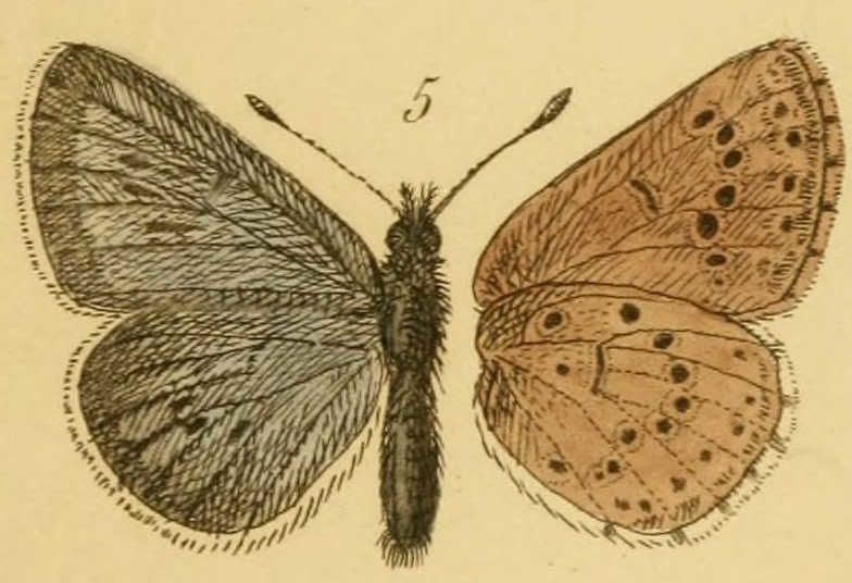 Dessin couleur de papillon : lycaena diomedes