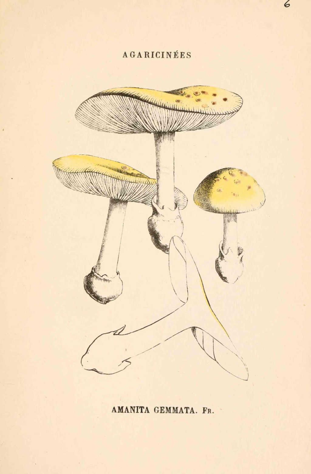 amanita gemmata - dessin-gravure couleur de champignon