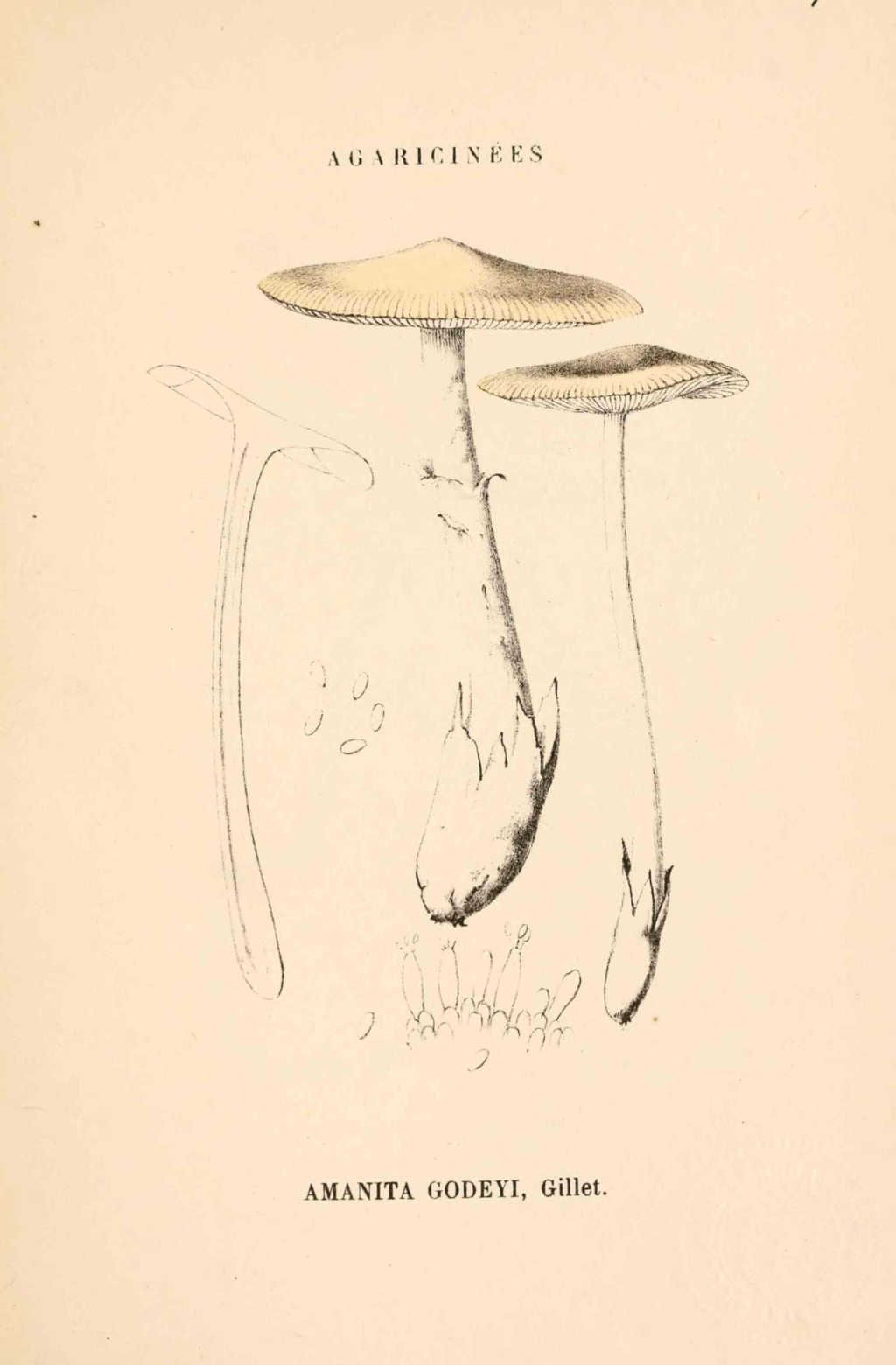 amanita godeyi - dessin-gravure couleur de champignon