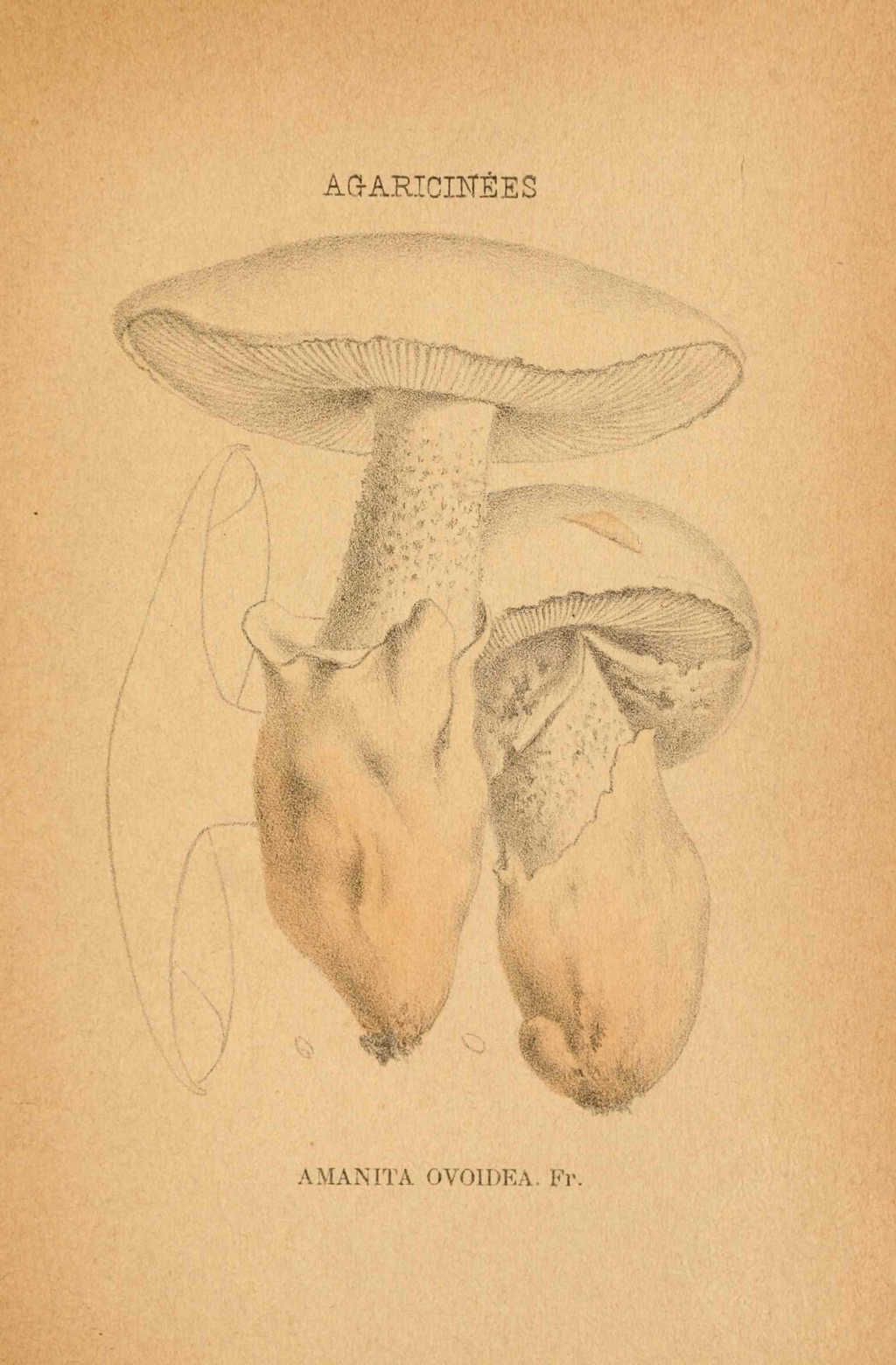 amanita ovoidea - dessin-gravure couleur de champignon