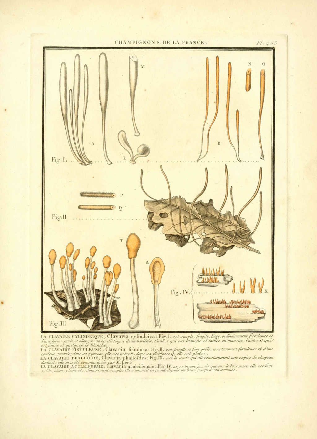 gravure de champignon clavaria cylindrica