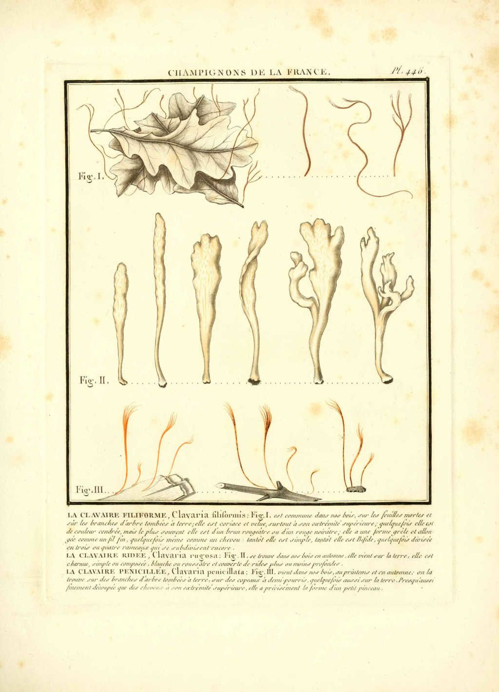 gravure de champignon clavaria filiformis