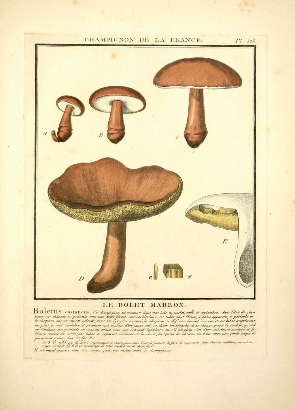 gravure de champignon gyroporus castaneus ex boletus castaneus - bolet marron