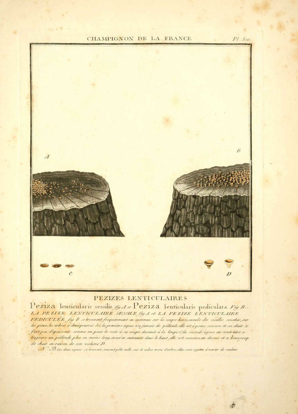 pezia lenticularis pediculata