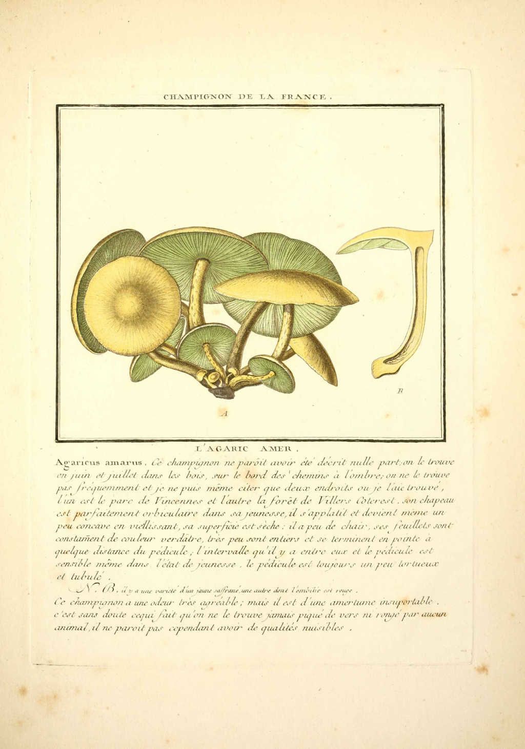 pholiota alnicola var. salicicola ex - agaricus amarus - a