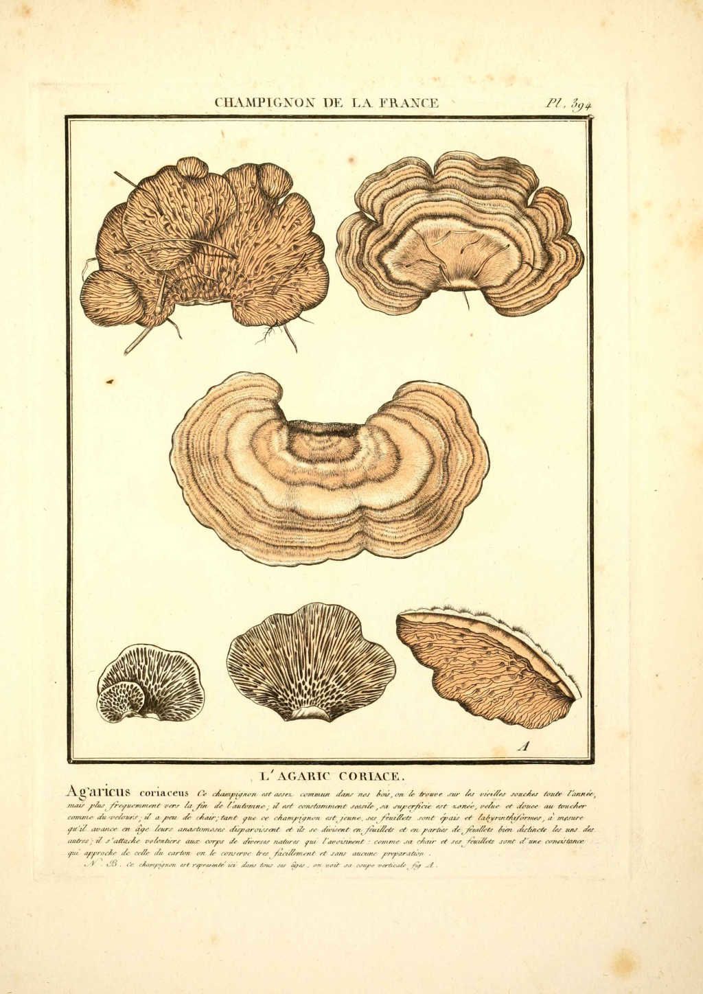 dessin-gravure-illustration de champignon : agaricus coriaceus