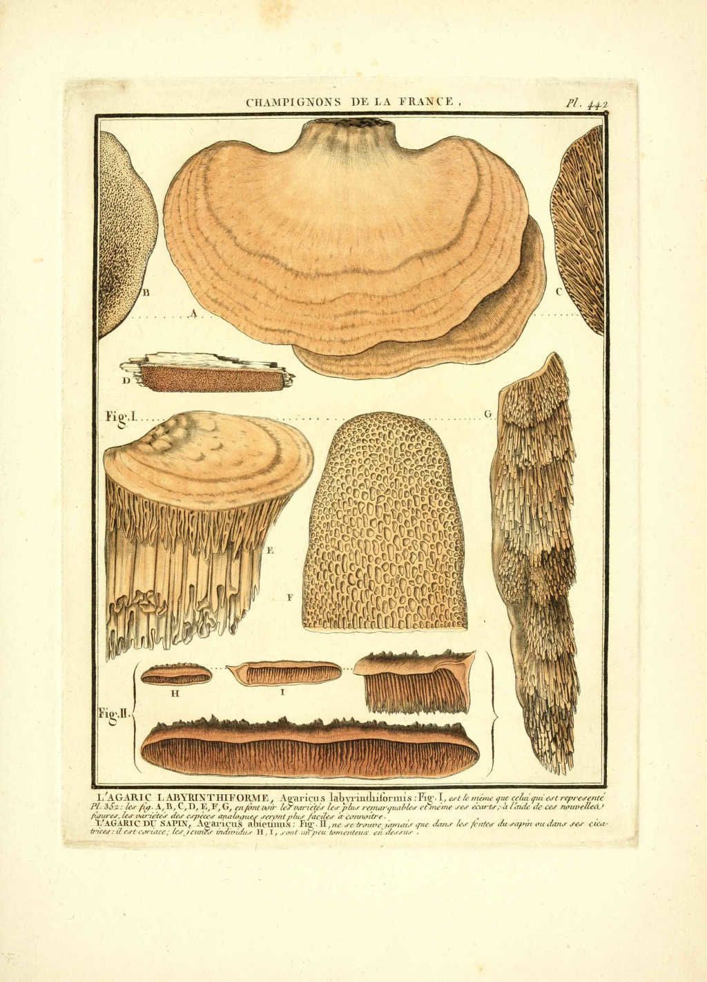 dessin-gravure de champignon : agaricus labyrnthiformis