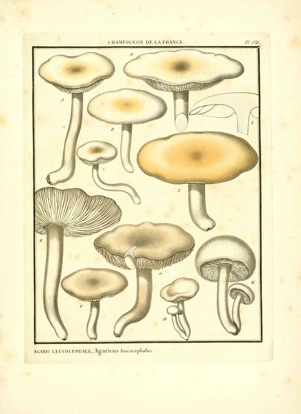 gravure de champignon : agaricus leucocephalus
