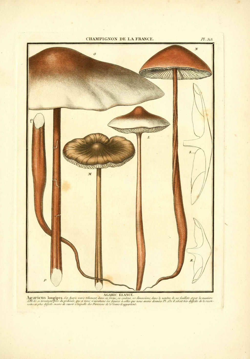 gravure de champignon : agaricus longipes