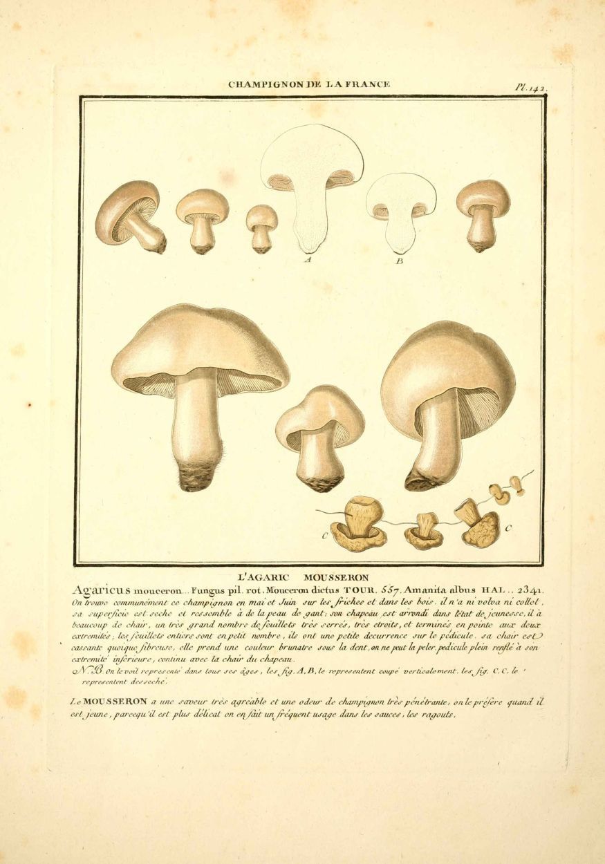 gravure de champignon : agaricus mouceron - agaric mousseron