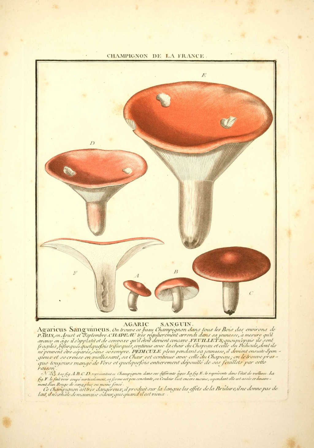 gravure de champignon : agaricus sanguineus - agaric sanguin