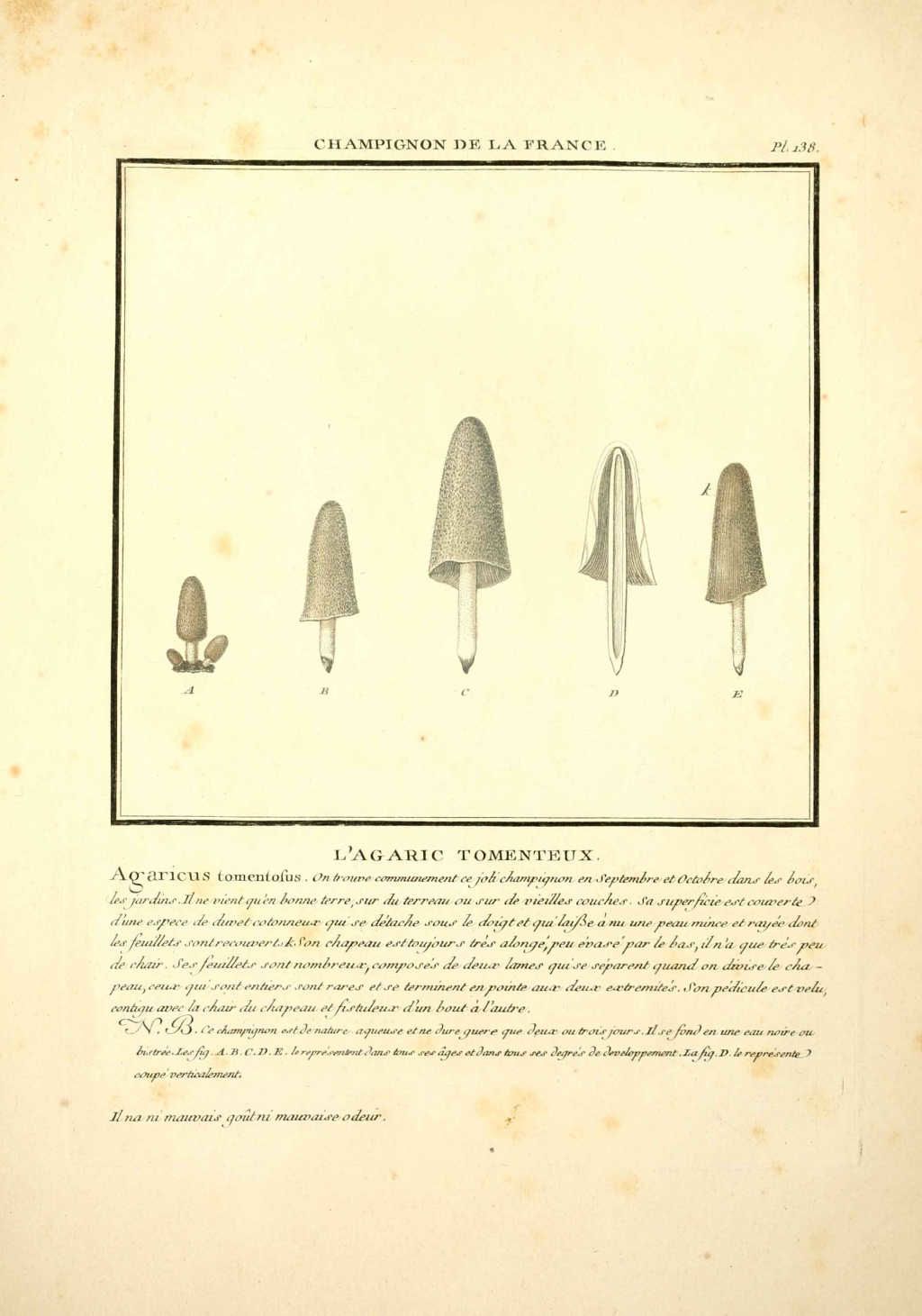 gravure de champignon : agaricus tomentosus - agaric tomenteux