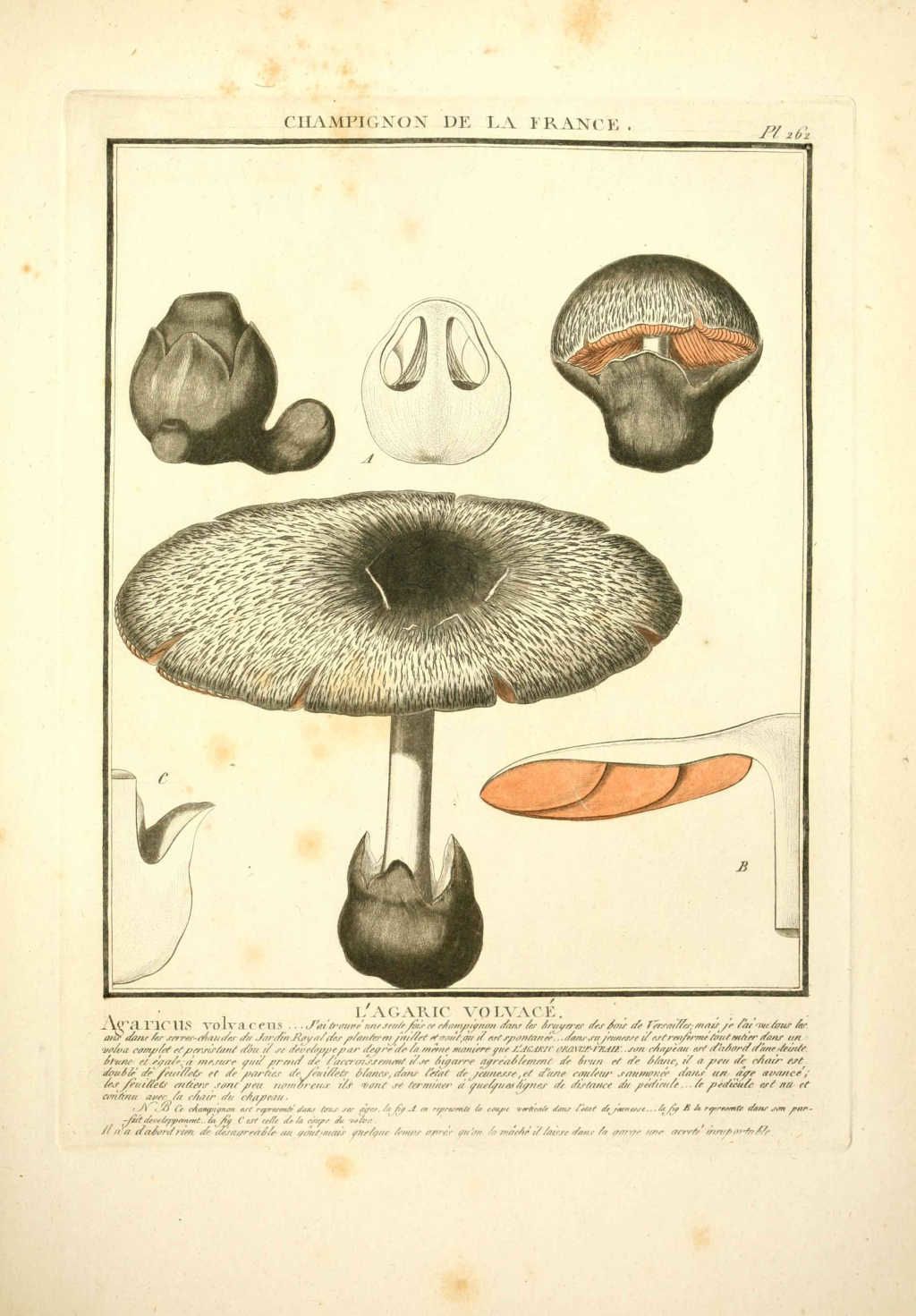 gravure de champignon : agaricus volvaceus