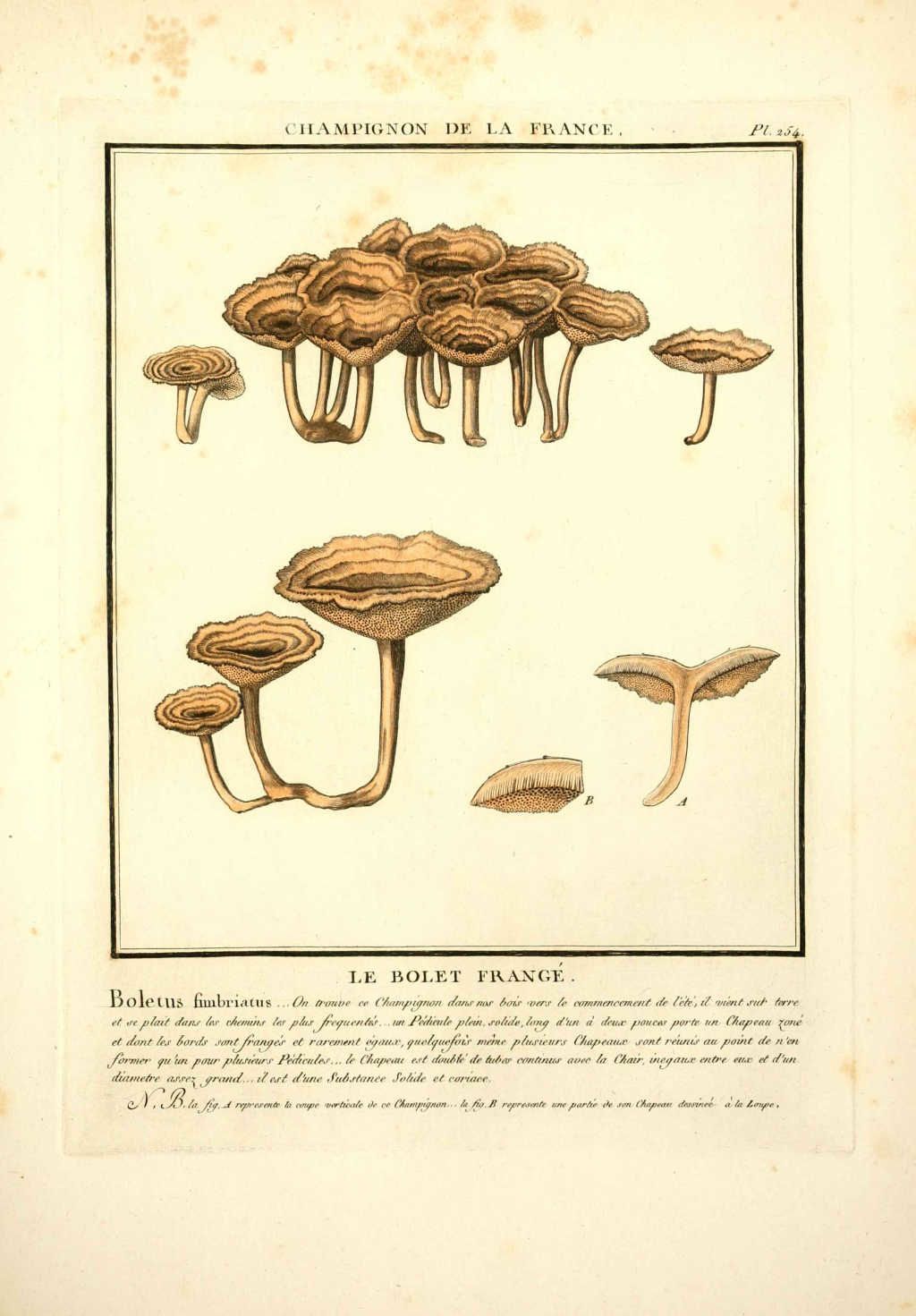 gravure de champignon boletus fimbriartus