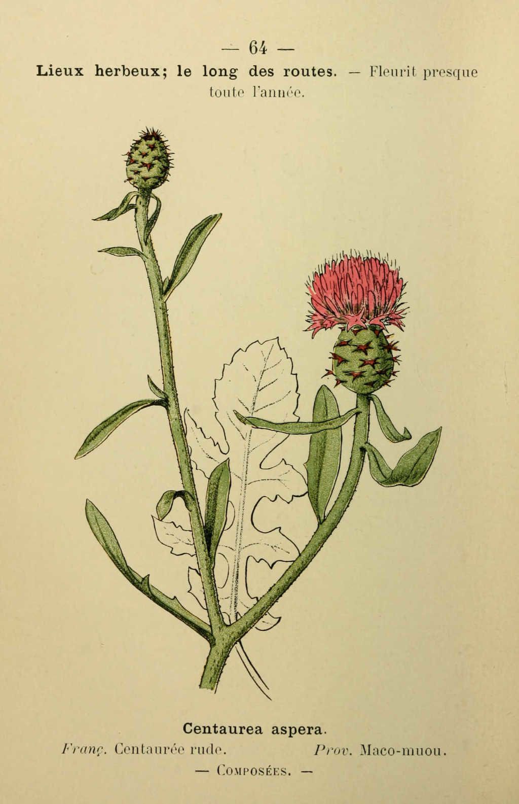 centauree rude - centaurea aspera - Dessin fleur Méditerranée