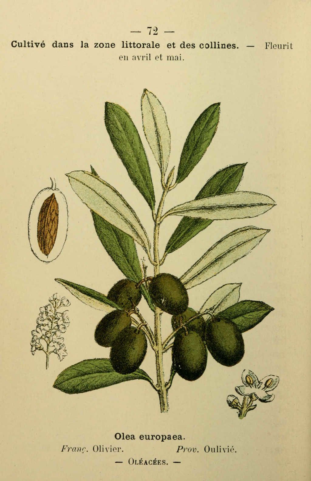 olivier - olea europaea - Dessin fleur Méditerranée