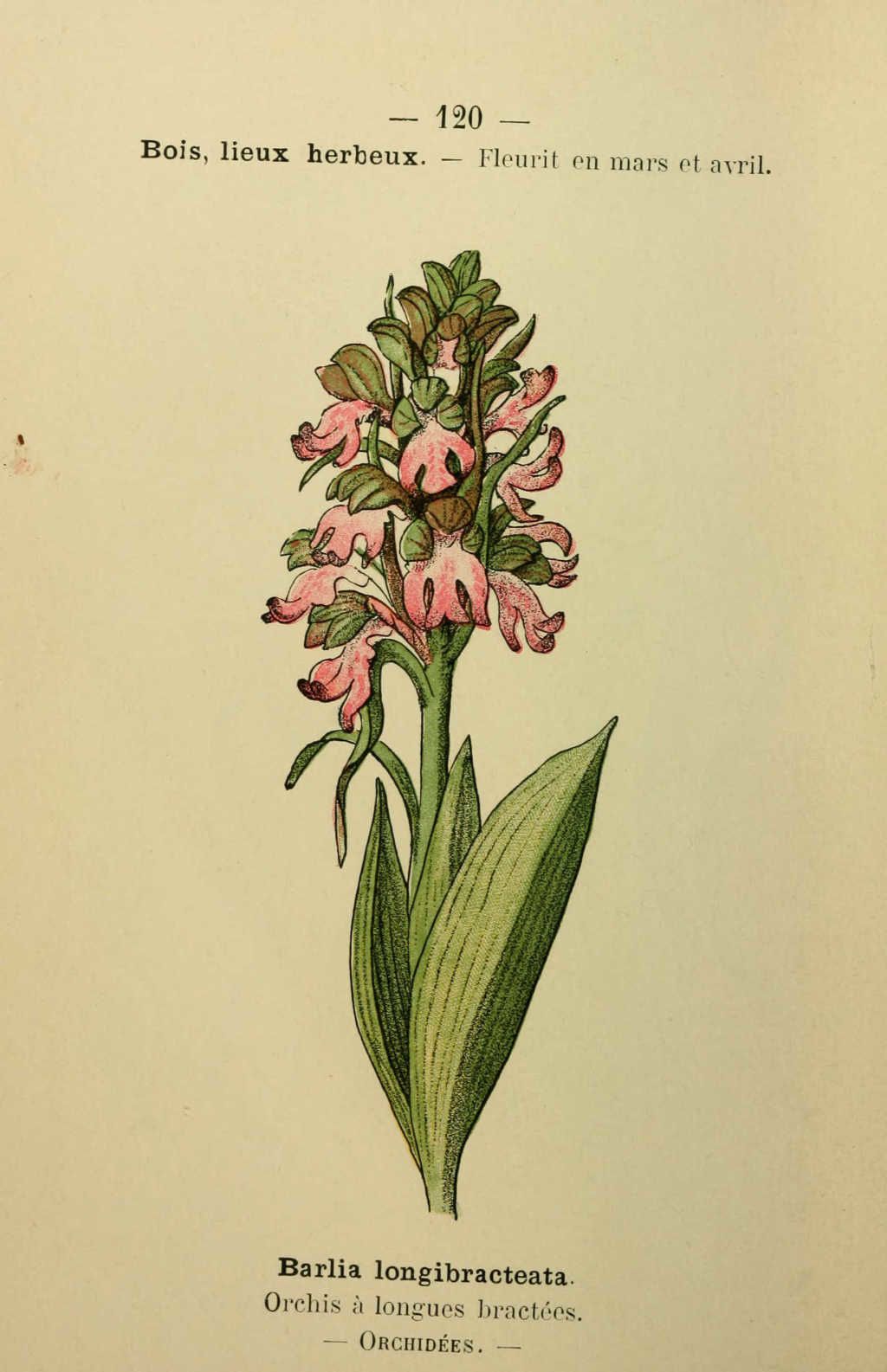 orchis a longues bractees - barlia longibracteata - Dessin fleur Méditerranée