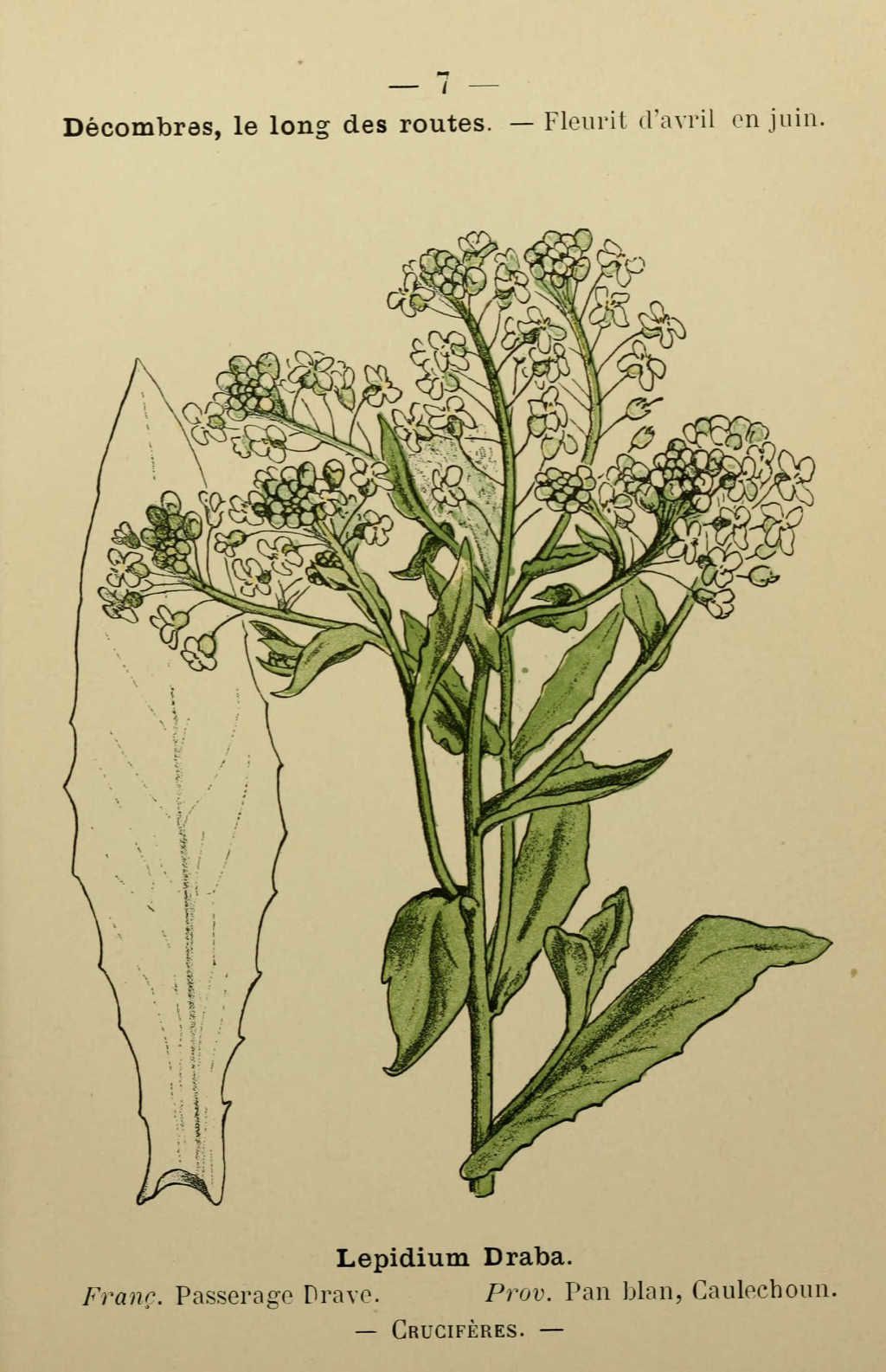 passerage drave - lepidium draba - Dessin fleur Méditerranée