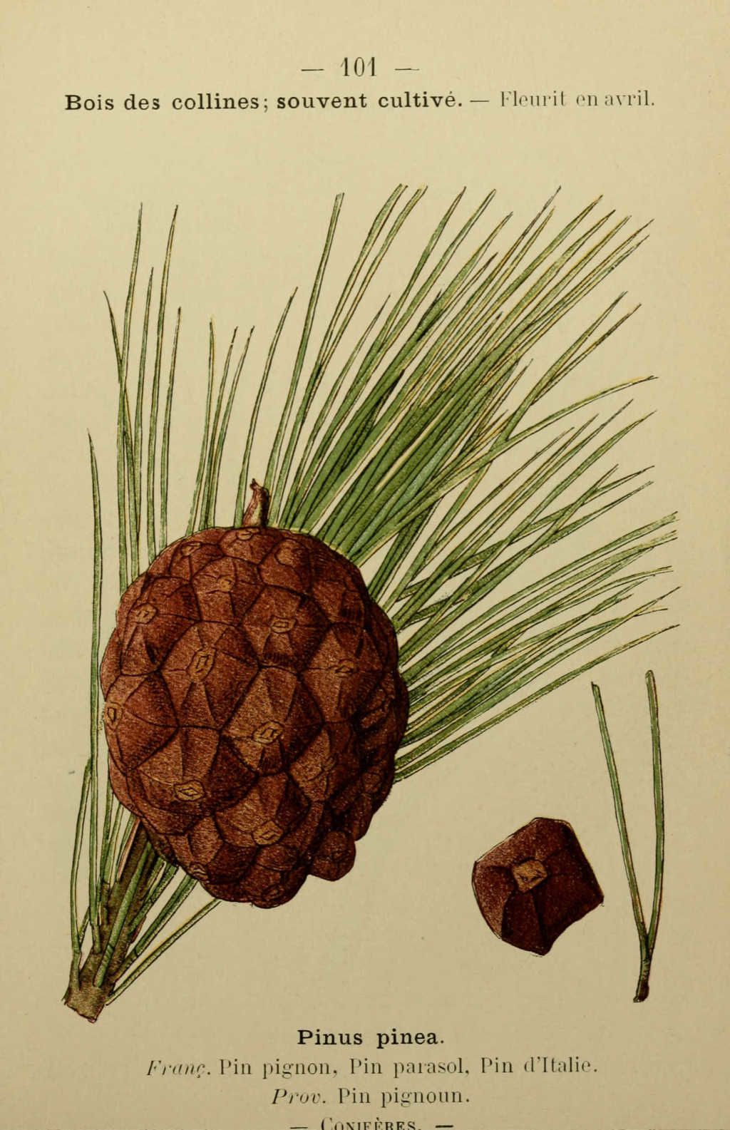 pin pignon, parasol, d'italie - pinus pinea - Dessin fleur Méditerranée