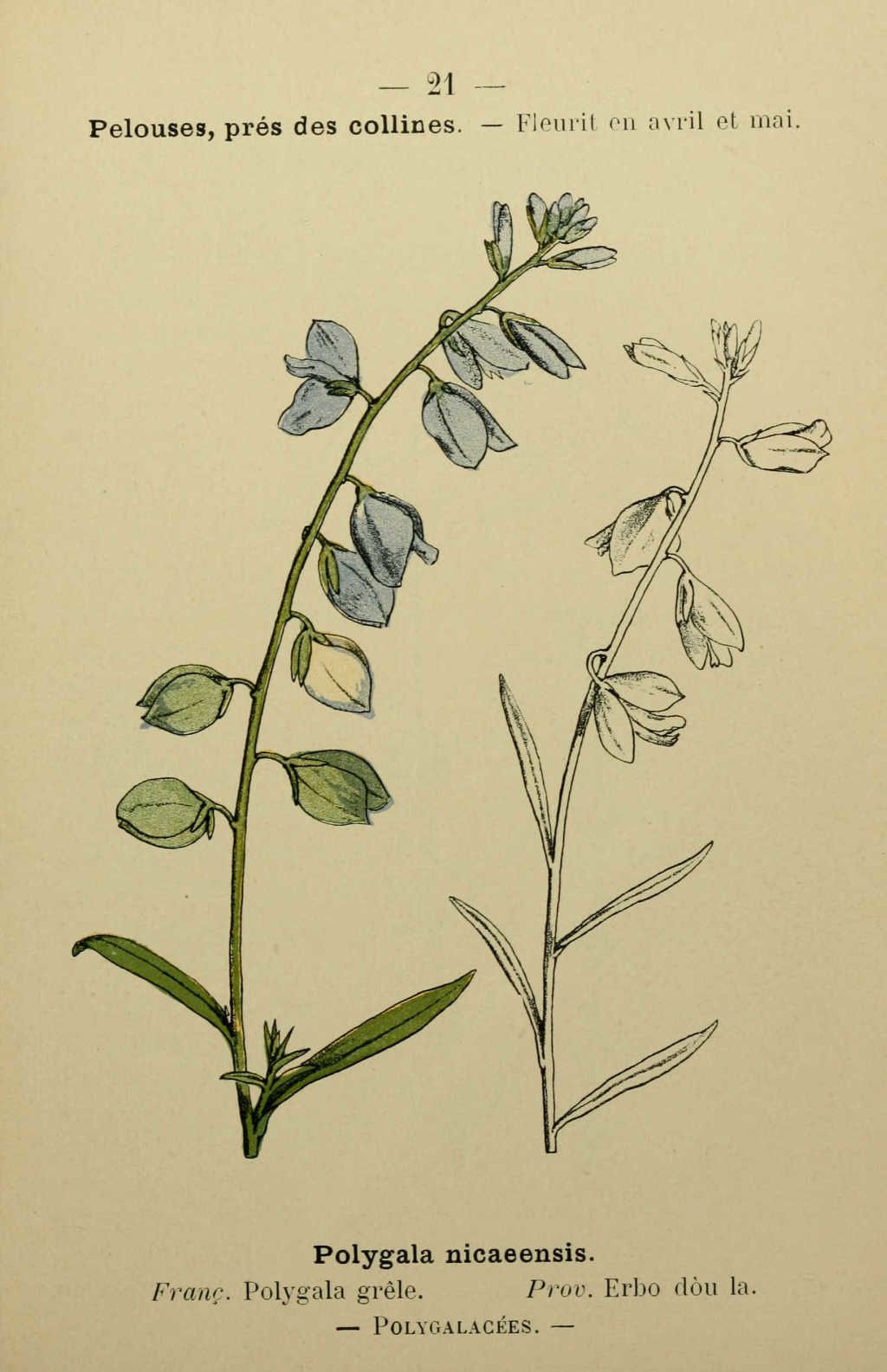 polygala grele - polygala nicaeensis - Dessin fleur Méditerranée