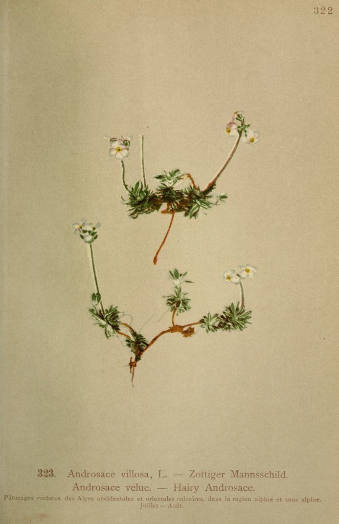 androsace villosa - androsace velue - Dessins Flore des Alpes
