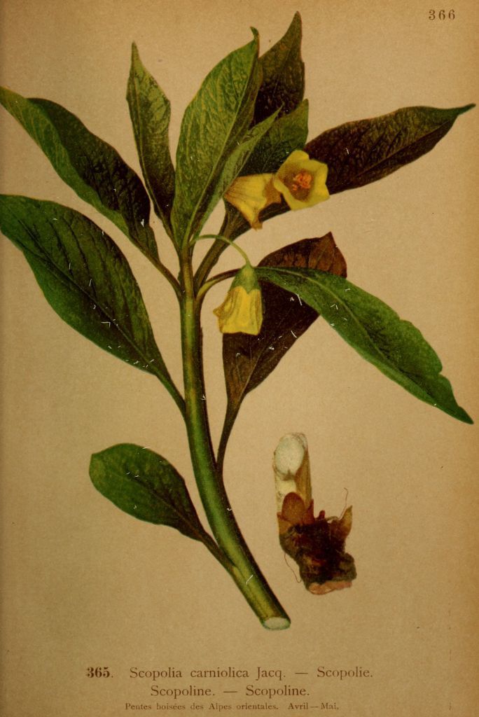 scopolia carniolica - scopoline - Dessins Flore des Alpes