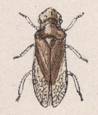 10-ledra aurita - Dessin d'insecte