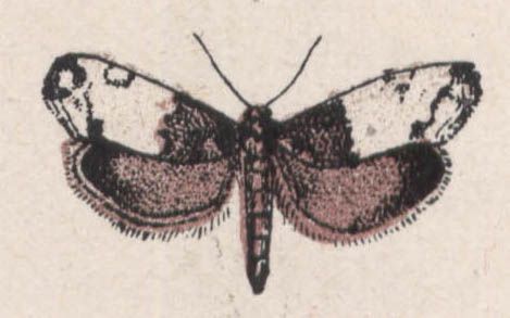 18-tmetocera ocellana - Dessin d'insecte